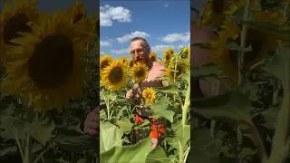 Жизнь - она как подсолнух
