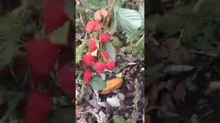 Малина в декабре. Соколица.
