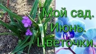 #цветочки