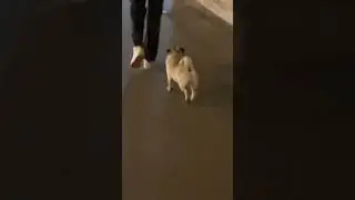 Прикольная походка собачки #shorts