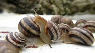 Crimean snails