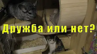 ХОТЯТ ЛИ ШИНШИЛЛЫ ДРУЖИТЬ С КОШКОЙ?