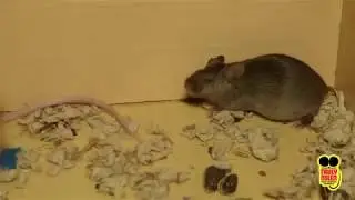 Pest Guide  House Mouse - Truly Nolen Grand Island