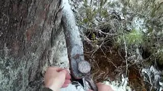 Капканная охота на соболя