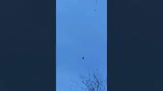 Весна пришла. Пчелы полетели