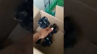 Plymouth rock Heritage chicks cargo