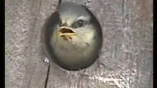 The arrival of the Blue tits (B). Fledglings itching to take flight.