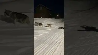 Витя управляет двумя собаками  