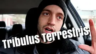 Tribulus Terrestris Overview