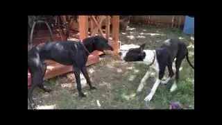 Great Danes playing keep away and tug-of-war