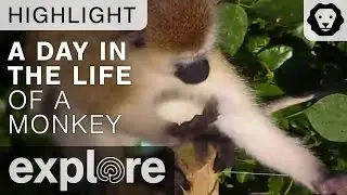 A Day in the Life of Monkeys - Live Cam Highlight