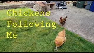Chickens Following Me