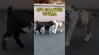 성격 goat같은 염소의 역대급 반전매력