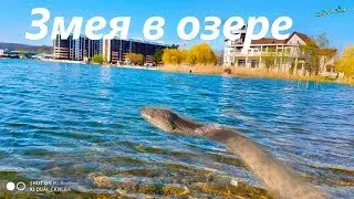 В городском озере Горячего Ключа есть змеи.