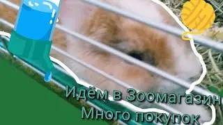 Ходим по Зоомагазину + Покупки для Кролика Мони