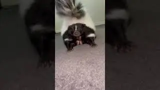 Pet Skunk