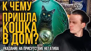 К чему Кошка пришла в дом / Указания на Негатив в зависимости от Времени