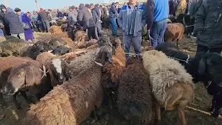 QUY QUZI NARXLARI SAMARQAND PASTDARGOM JUMA BOZORIDA