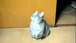 Кот просит поесть. Смешно!!!