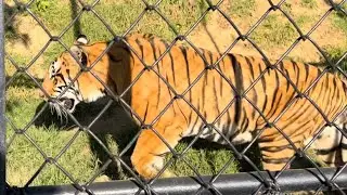 Nainital Zoo 2023! #tiger #trendingshorts #trendingshorts