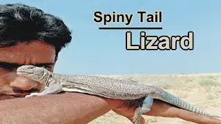Spiny-tailed lizard |A-z Information| Uromastyx 