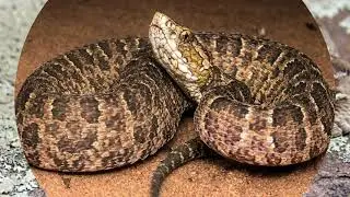 10 most venomous  snakes