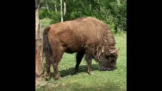 Bison eating grass||Animal video||#shorts #bison #eating