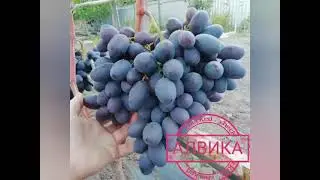 Алвика
