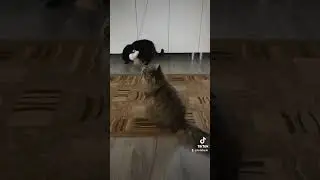 Две кошки и один кот# Кот Лёпка -  игроман !#великолепный кот#