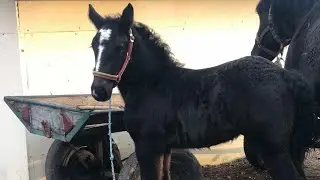 🔥⚡️PERCHERONS🌋 батьки Фараона 🪙💣💥Флеш та Перрі🌹❤️‍🔥