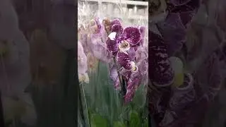 Обзор орхидей в магазине 