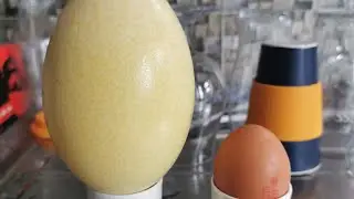 (BIG EGG) cooking a rhea egg. this was our first attempt at cooking a rhea egg