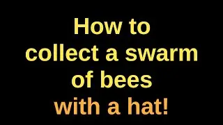 How to collect a swarm of bees using a hat!
