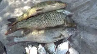 2 Часть . Рыбалка все лучше , Сазан все крупнее .Река Дон