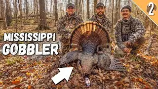 The PERFECT Turkey Hunt??? - Mississippi Public Land Gobbler!