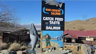 SALMON HIGH COUNTRY TWIZEL NEW ZEALAND