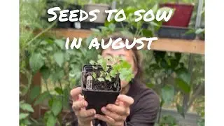What To Sow In August #selfsufficiency #sustainability