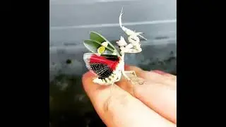 Орхидейный богомол