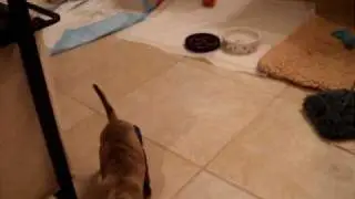 Sadie and Chester