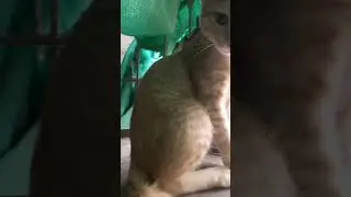 OOPS !!!!! SETTING CAMERA WENT  WRONG😅 😅  #cat #kitten