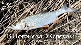 В погоне за Жерехом. Часть 2