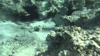Red Sea coral reef, Egypt 13