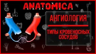 Кровеносные сосуды и их типы / Строение артерий и вен / Ангиология