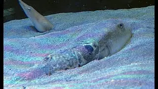 トラフグ　Japanese pufferfish,Torafugu,Tiger puffer　Takifugu rubripes