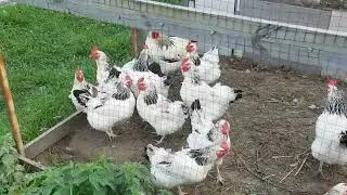 Курочки Суссекс колумбийского окраса