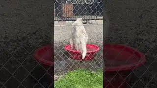 Лада моет лапки)