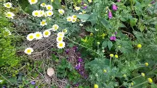 Garden seat problem solutions three years on.