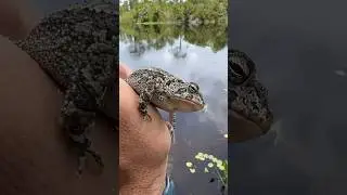 Lindo sapinho perdido perto de mim #sapos #anfibio #anfíbios #nature