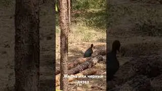желна или черный дятел