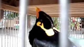 Птица издаёт очень странные звуки